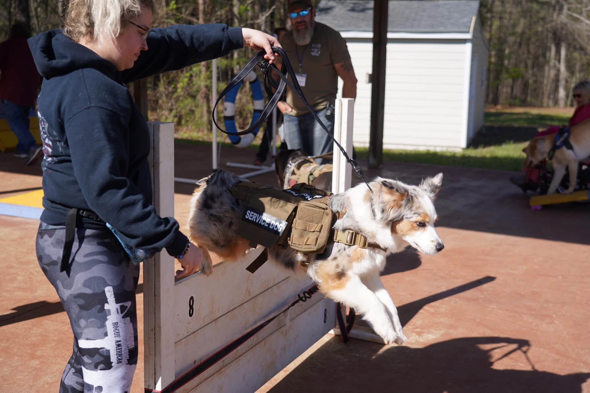 Misti, an Australian shepherd, in training