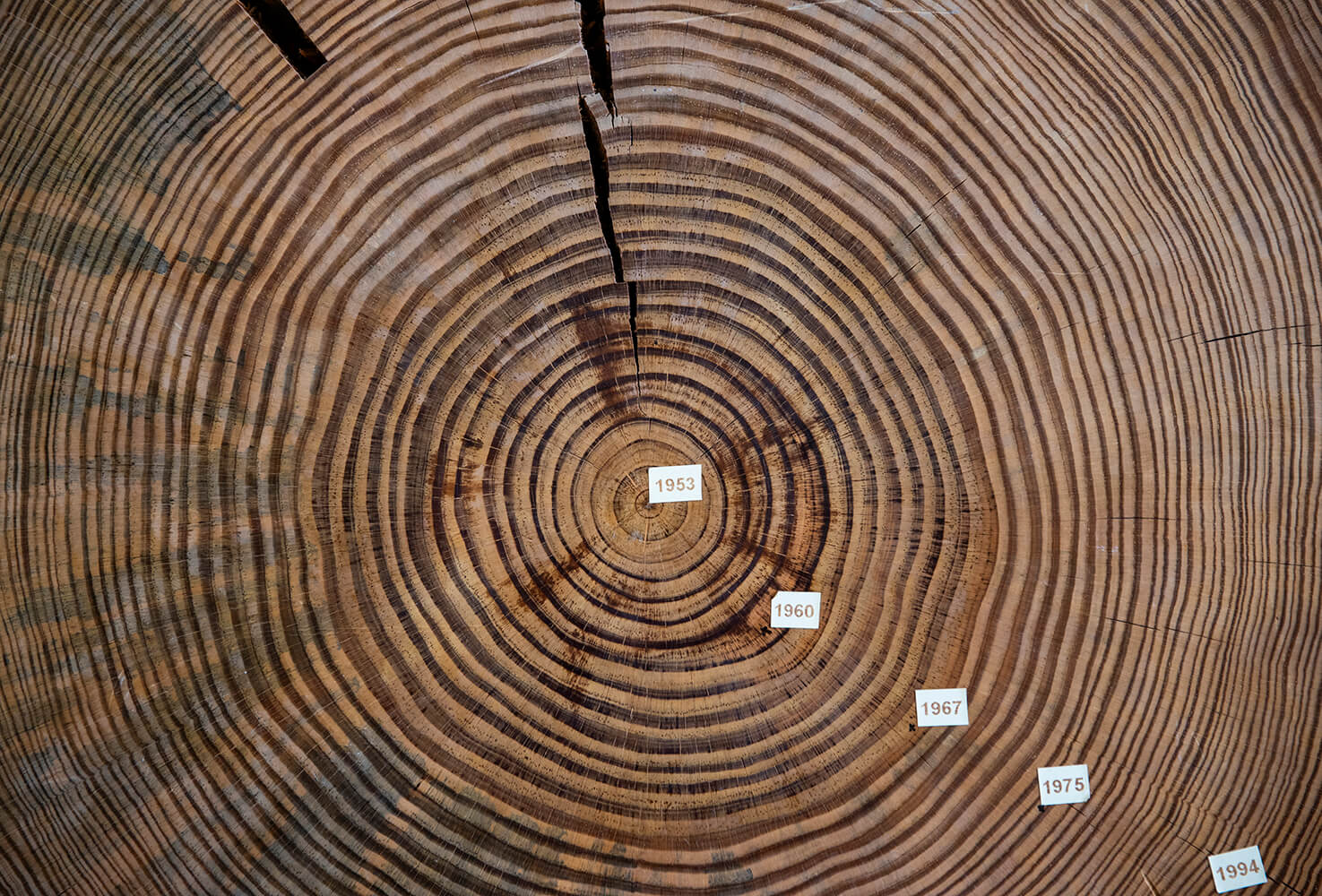 close-up of tree rings