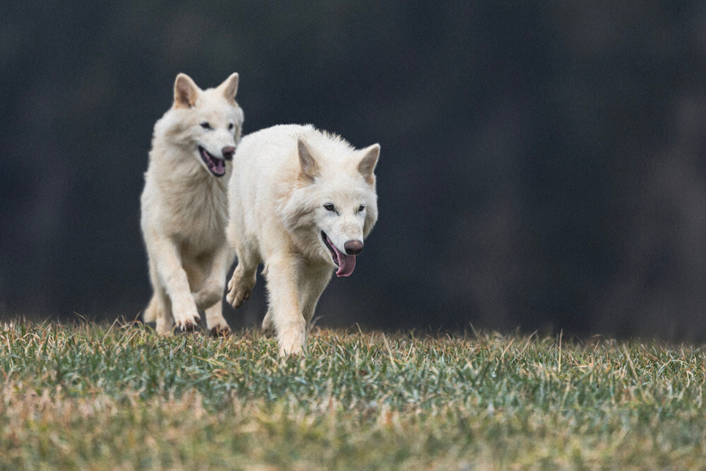 Wolves at 150 days old, courtesy of Colossal Biosciences