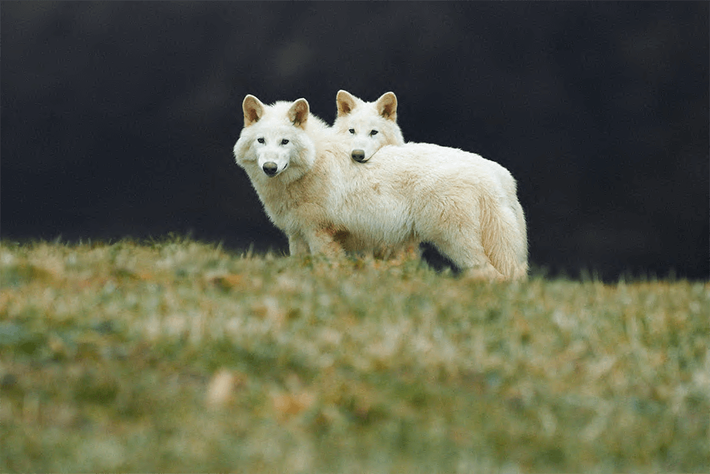 Wolves at 150 days old, courtesy of Colossal Biosciences