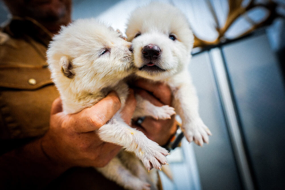 Wolf pups