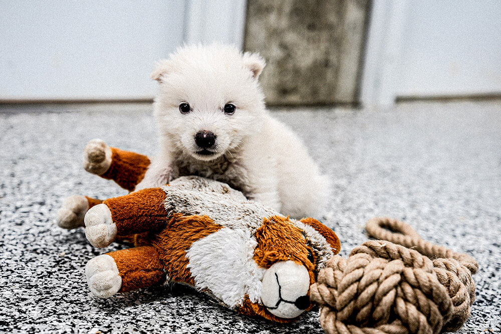 wolf pup with stuffed animal