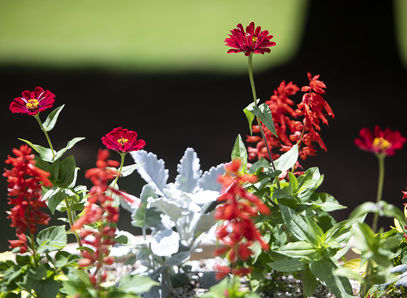 flowers on campus