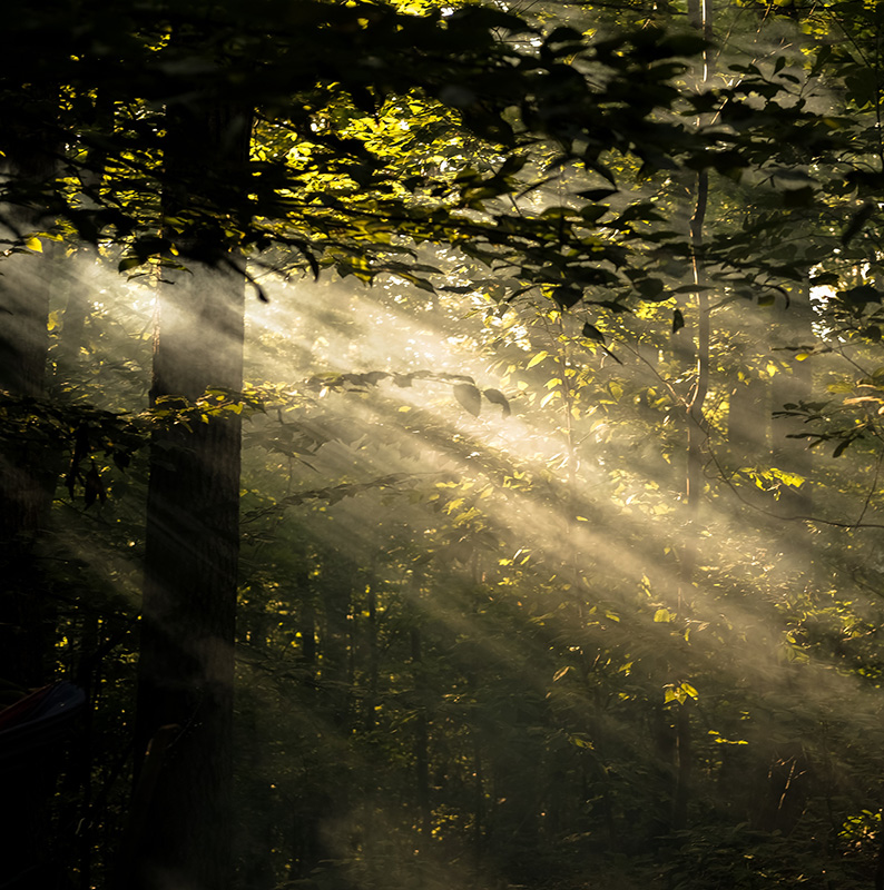 sun coming through dark trees