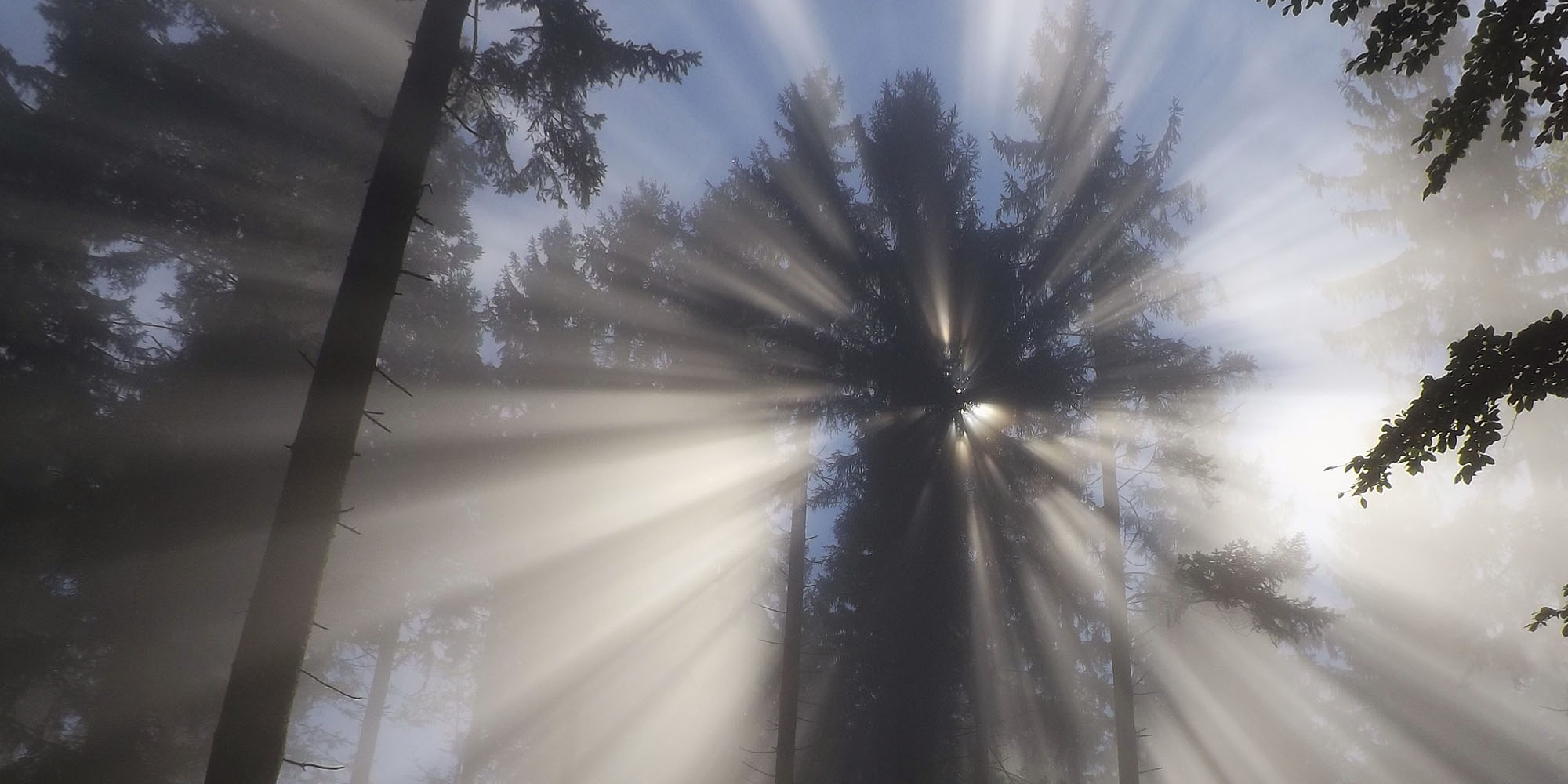 sun shining through trees