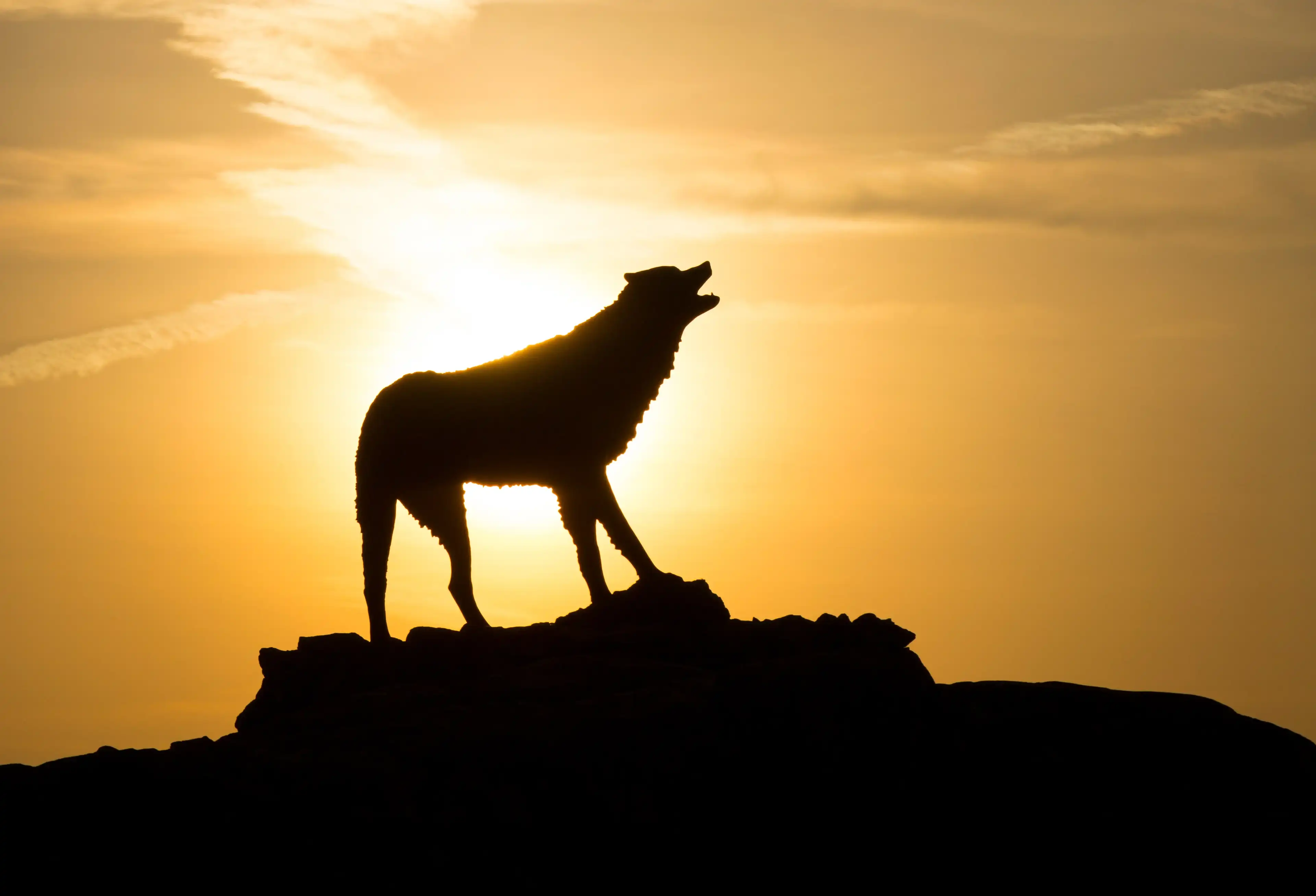Wolf statue at Wolf Plaza silhouetted in the sunset.