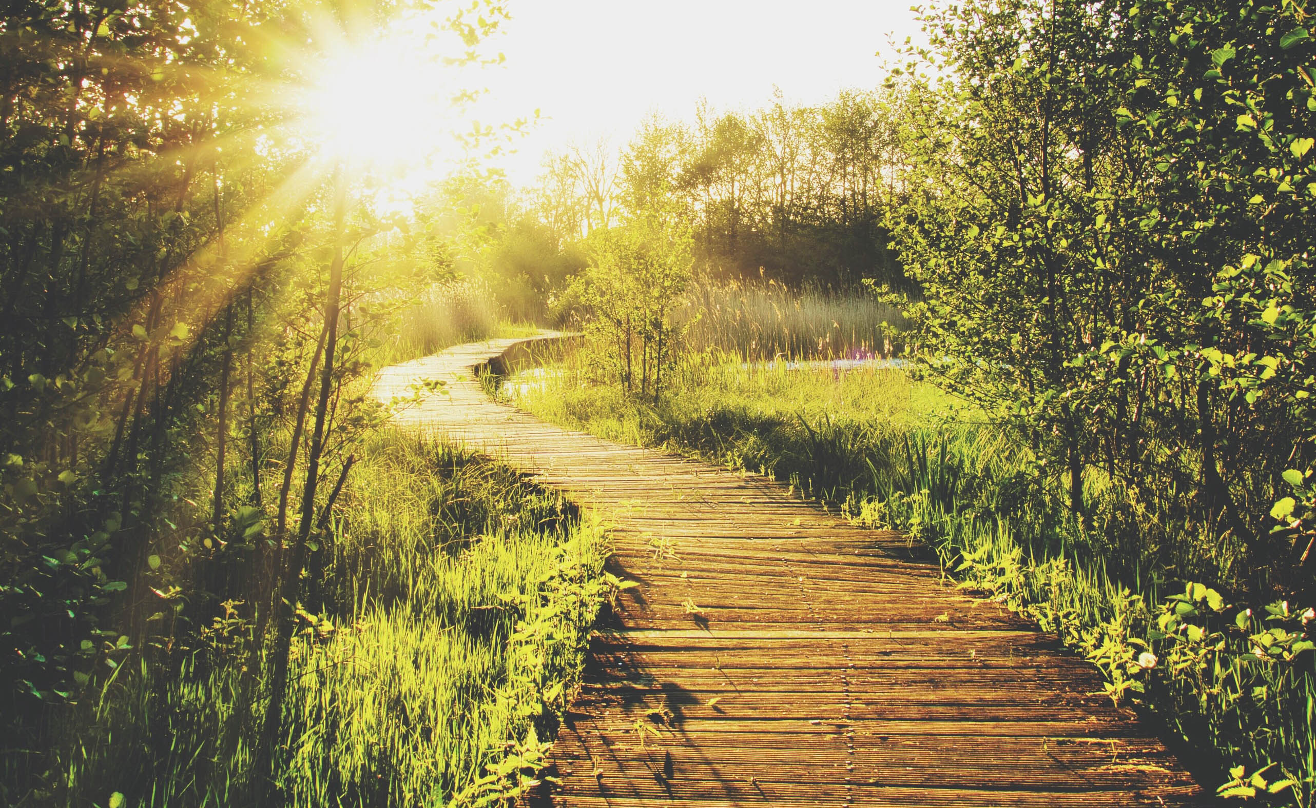 path through a wooded area