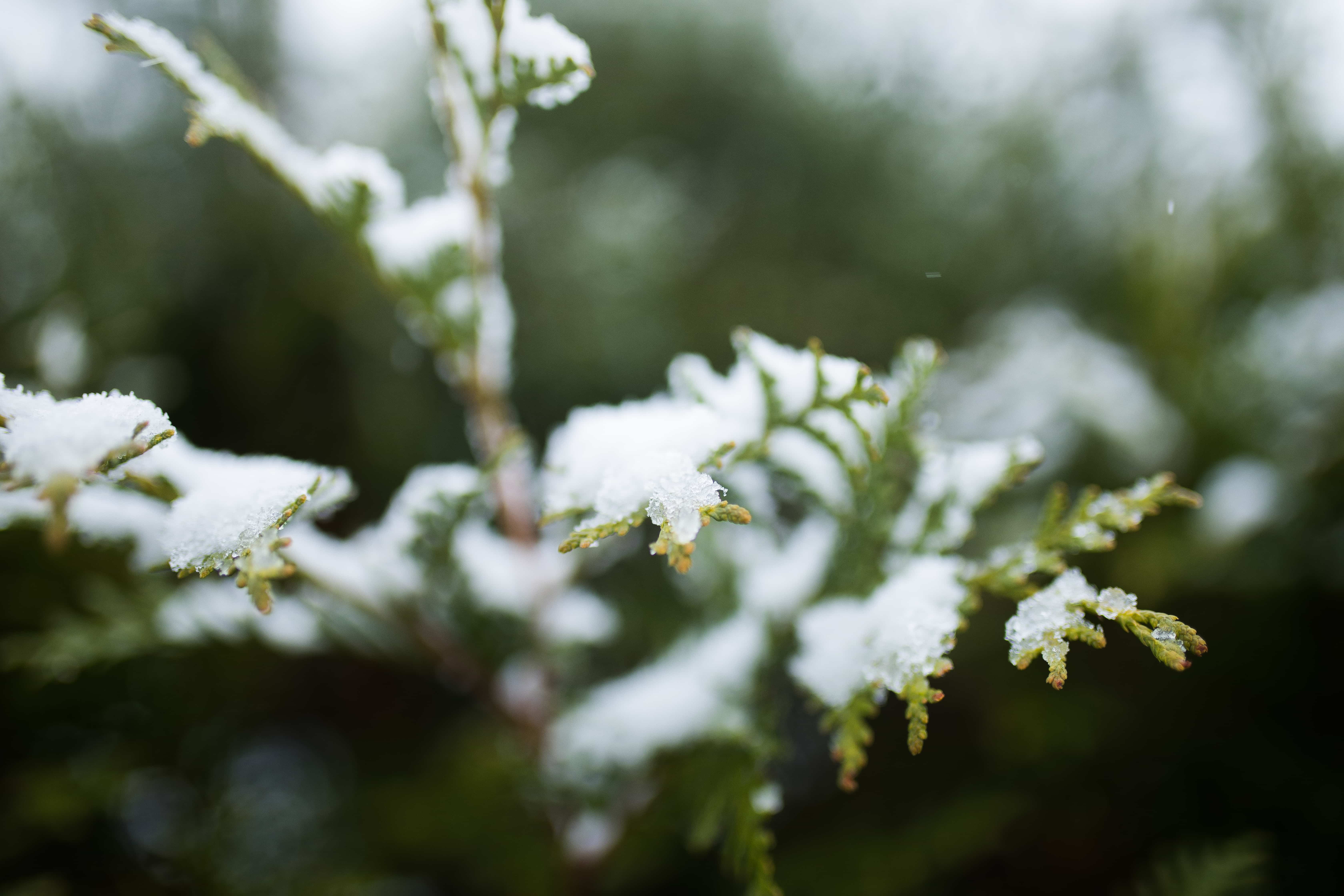 Close up snow on tree branches.