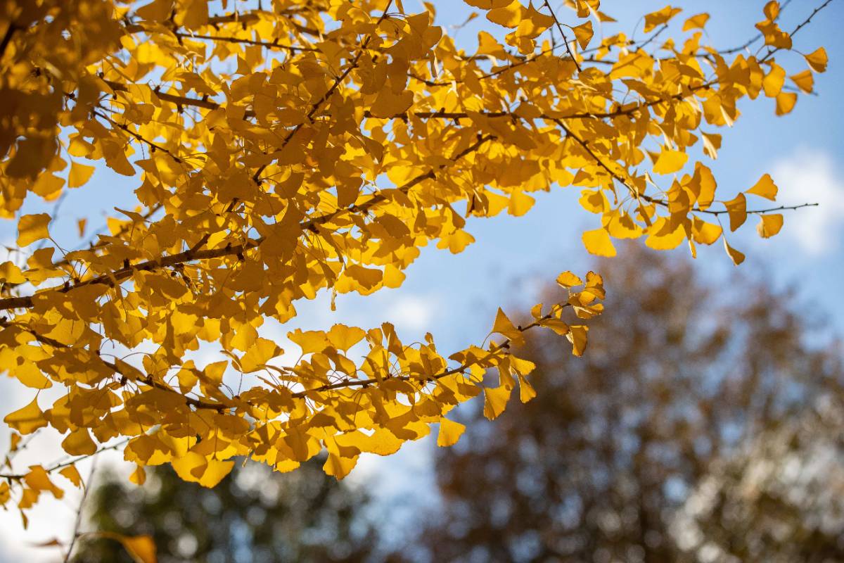 Close up of yellow leaves on a tree.