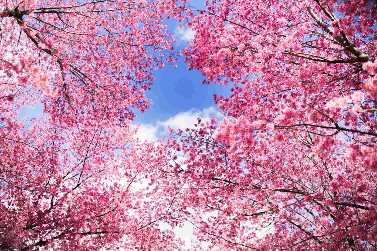 Close up of pink flowers on a tree.