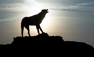 Statue of a wolf at Wolf Plaza on the University of West Georgia campus