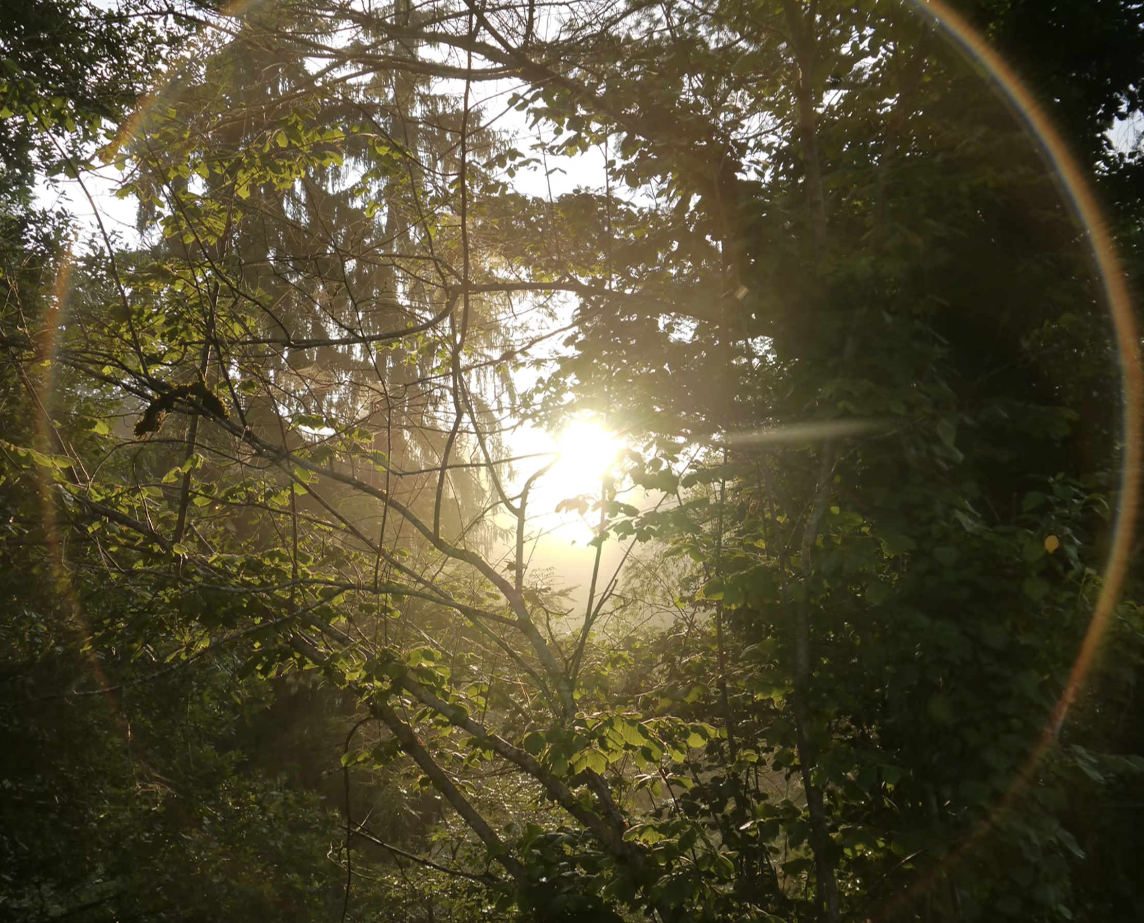 Sunlight through tree branches