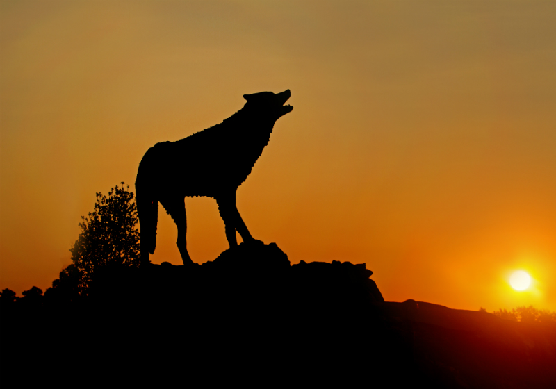 UWG Wolf Statue