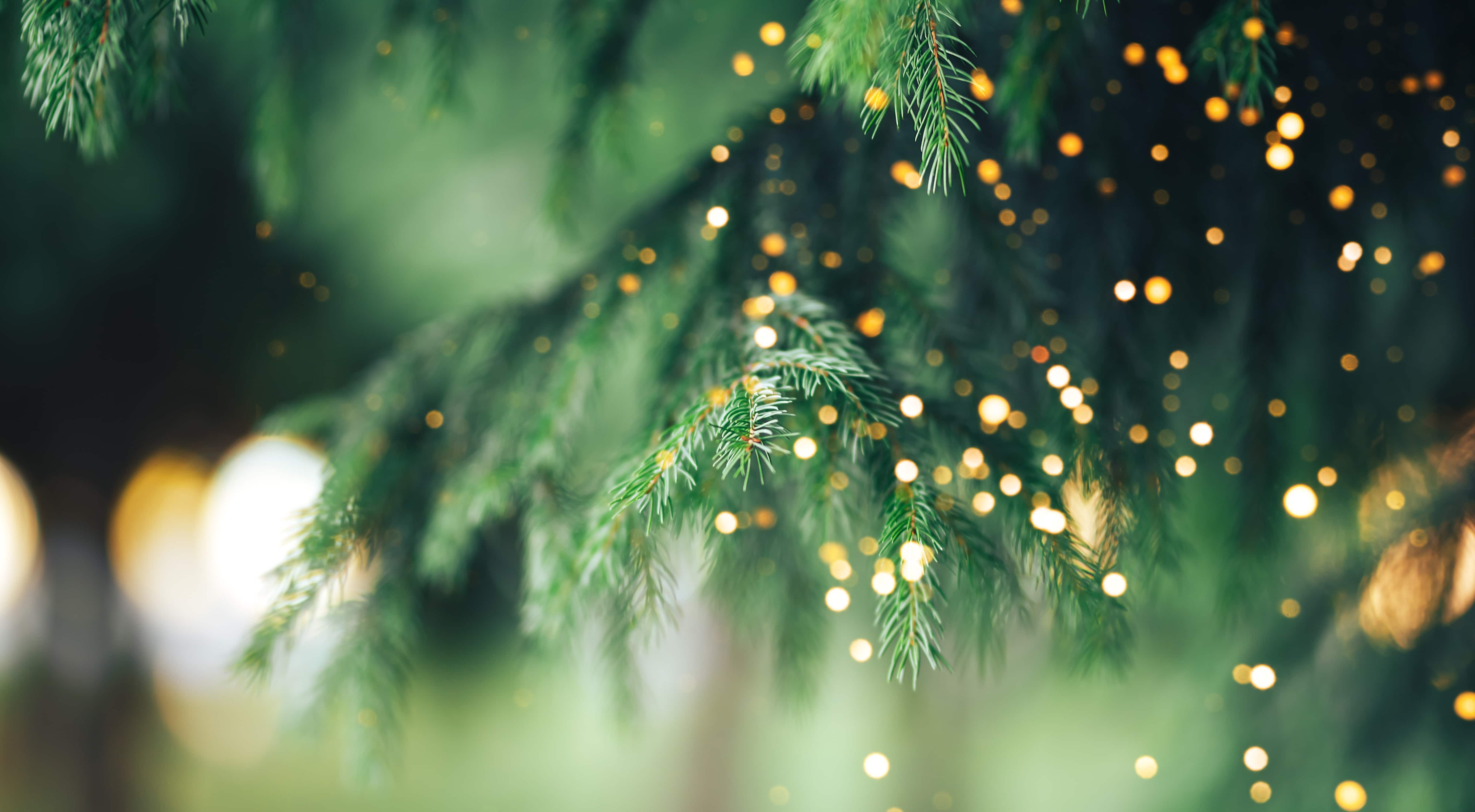 close up of christmas tree branches with gold sparkles.